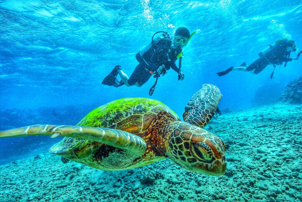 scuba-diving-with-turtle